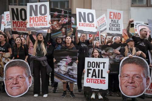 More than 300 animal rights activists protest in Brussells 

Credit Raffaelle Petralla | Animal Equality