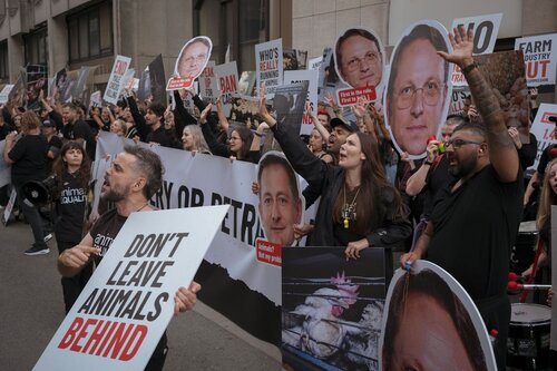 More than 300 animal rights activists protest in Brussells 

Credit Raffaelle Petralla | Animal Equality