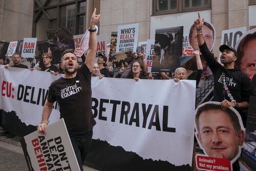 More than 300 animal rights activists protest in Brussells 

Credit Raffaelle Petralla | Animal Equality
