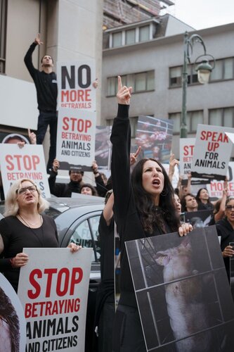 More than 300 animal rights activists protest in Brussells 

Credit Raffaelle Petralla | Animal Equality