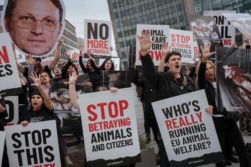 Credit pictures: Raffaelle Petralla | Animal Equality