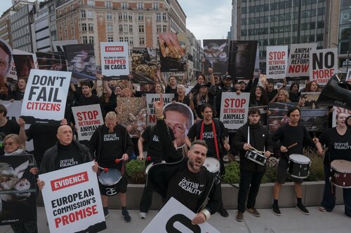 Credit pictures: Raffaelle Petralla | Animal Equality