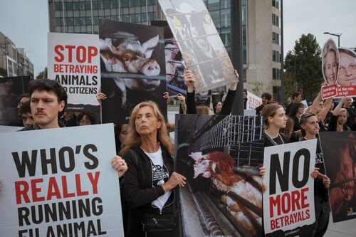 Credit pictures: Raffaelle Petralla | Animal Equality