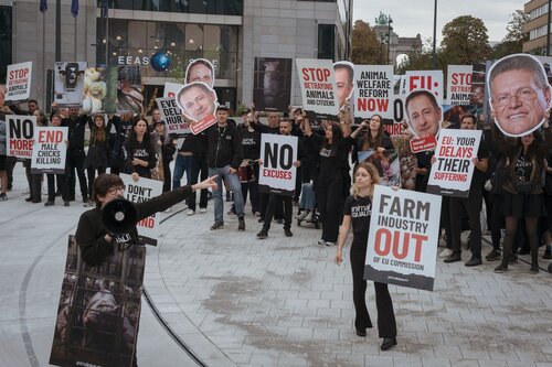 Credit pictures: Raffaelle Petralla | Animal Equality