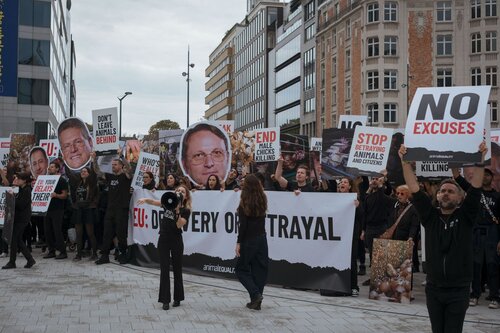 Credit pictures: Raffaelle Petralla | Animal Equality