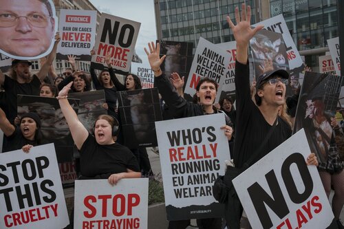 Credit pictures: Raffaelle Petralla | Animal Equality