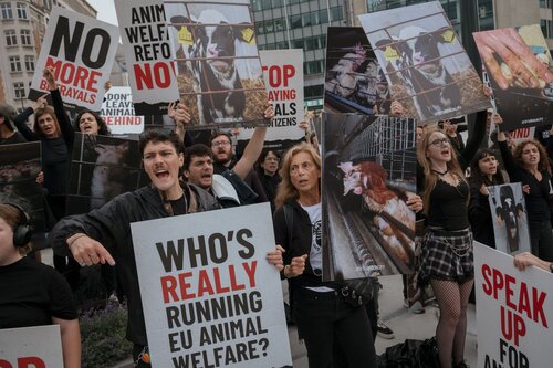 Credit pictures: Raffaelle Petralla | Animal Equality
