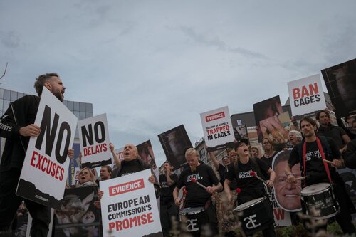 Credit pictures: Raffaelle Petralla | Animal Equality