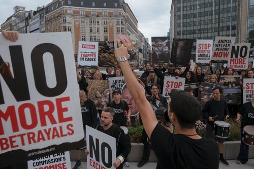 Credit pictures: Raffaelle Petralla | Animal Equality