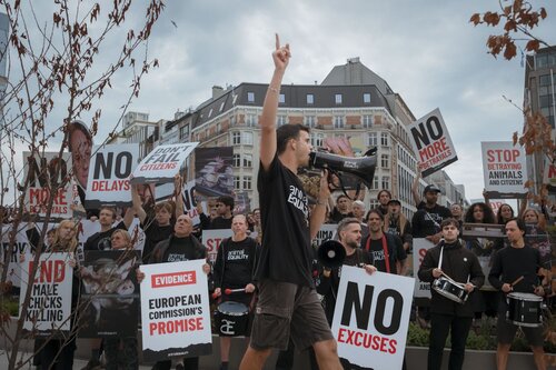 Credit pictures: Raffaelle Petralla | Animal Equality