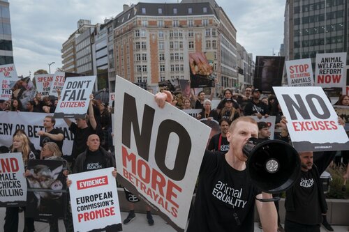 Credit pictures: Raffaelle Petralla | Animal Equality