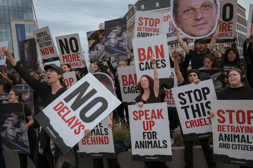 Credit pictures: Raffaelle Petralla | Animal Equality
