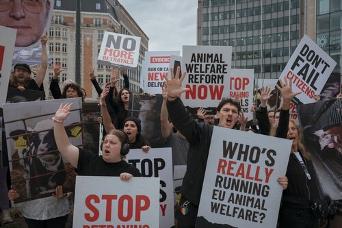 Credit pictures: Raffaelle Petralla | Animal Equality