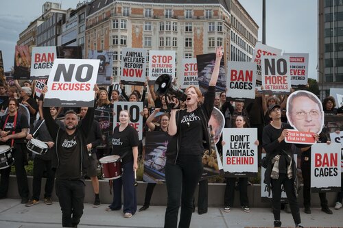 Credit pictures: Raffaelle Petralla | Animal Equality