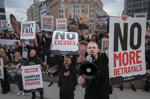 Credit pictures: Raffaelle Petralla | Animal Equality