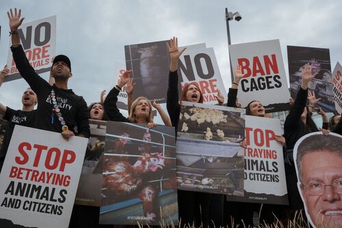 Credit pictures: Raffaelle Petralla | Animal Equality
