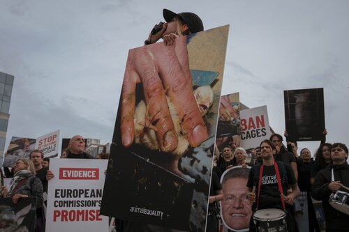 Credit pictures: Raffaelle Petralla | Animal Equality