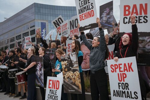 Credit pictures: Raffaelle Petralla | Animal Equality