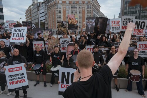 Credit pictures: Raffaelle Petralla | Animal Equality