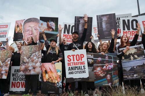 Credit pictures: Raffaelle Petralla | Animal Equality