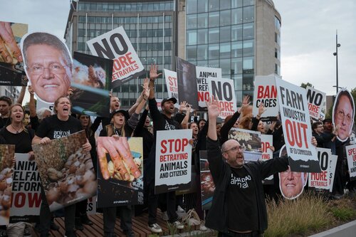 Credit pictures: Raffaelle Petralla | Animal Equality