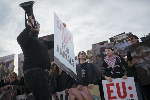 Credit pictures: Raffaelle Petralla / Animal Equality