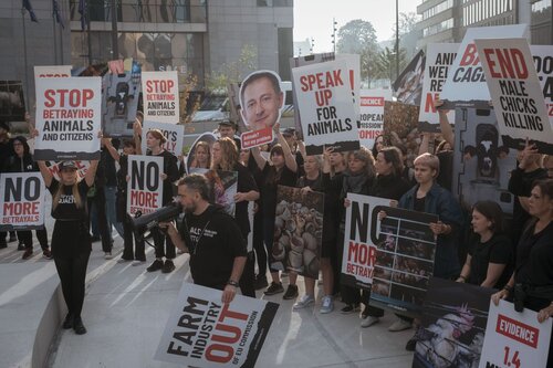 Credit pictures: Raffaelle Petralla / Animal Equality