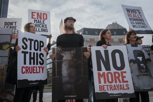 Credit pictures: Raffaelle Petralla / Animal Equality