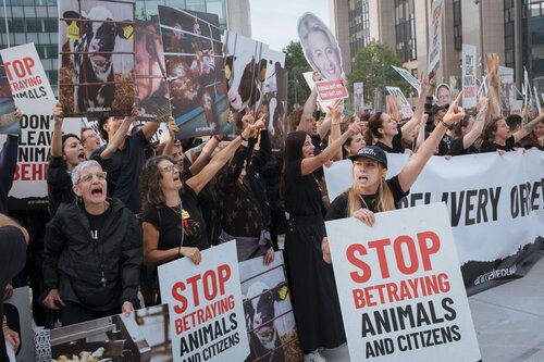 Credit pictures: Raffaelle Petralla / Animal Equality