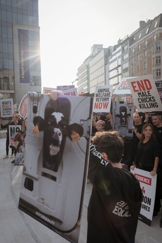 Credit pictures: Raffaelle Petralla / Animal Equality