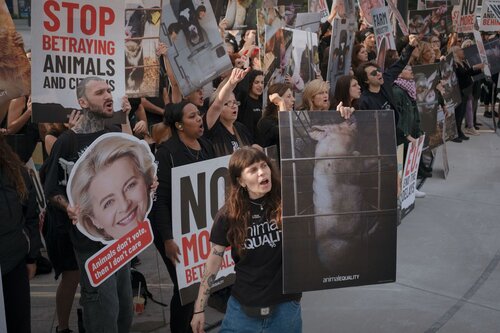 Credit pictures: Raffaelle Petralla / Animal Equality