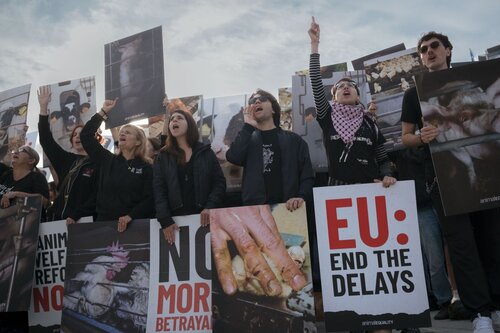 Credit pictures: Raffaelle Petralla / Animal Equality