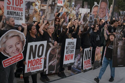Credit pictures: Raffaelle Petralla / Animal Equality