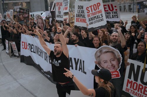 Credit pictures: Raffaelle Petralla / Animal Equality