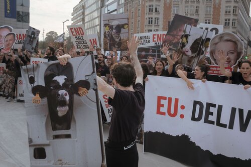 Credit pictures: Raffaelle Petralla / Animal Equality