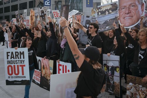 Credit pictures: Raffaelle Petralla / Animal Equality