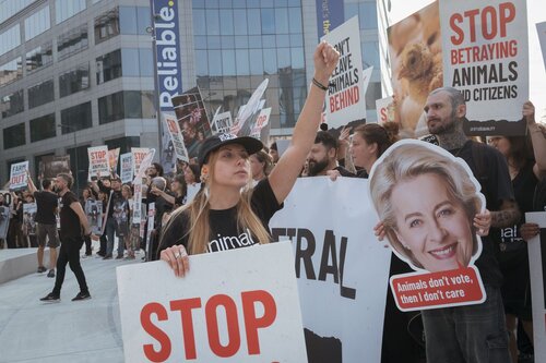 Credit pictures: Raffaelle Petralla / Animal Equality