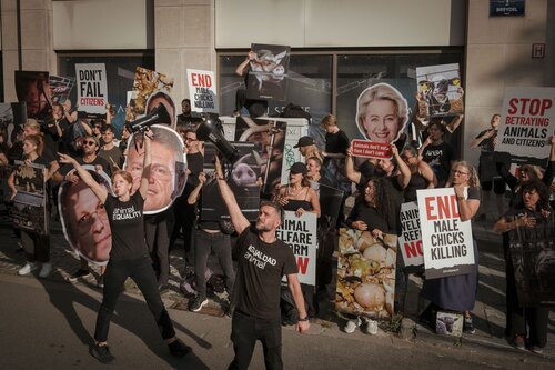 Credit pictures: Raffaelle Petralla / Animal Equality