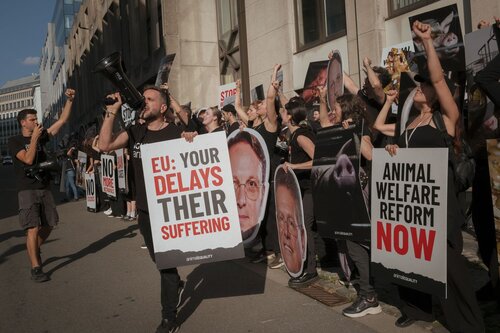 Credit pictures: Raffaelle Petralla / Animal Equality