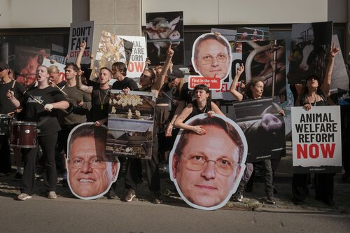 Credit pictures: Raffaelle Petralla / Animal Equality