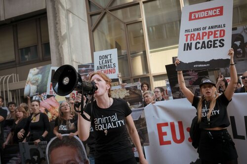 Credit pictures: Raffaelle Petralla / Animal Equality
