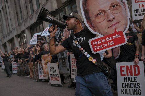 Credit pictures: Raffaelle Petralla / Animal Equality