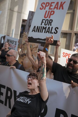 Credit pictures: Raffaelle Petralla / Animal Equality