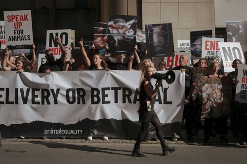 Credit pictures: Raffaelle Petralla / Animal Equality