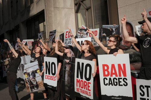 Credit pictures: Raffaelle Petralla / Animal Equality