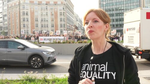 Daniela Fiegel, campaign manager Animal Equality Germany