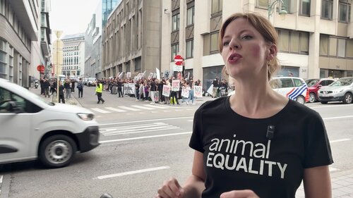Daniela Fiegel, campaing manager Animal Equality