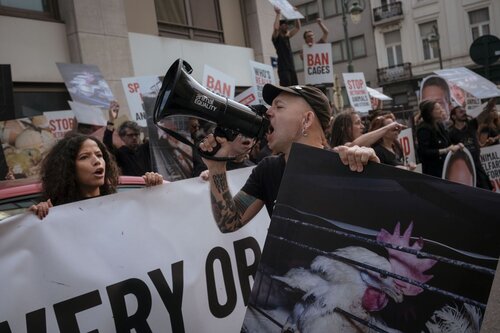 Credit Raffaelle Petralla | Animal Equality