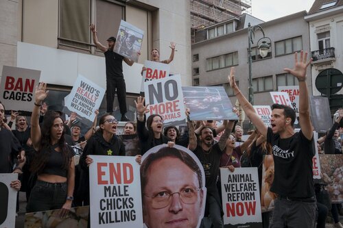 Credit Raffaelle Petralla | Animal Equality