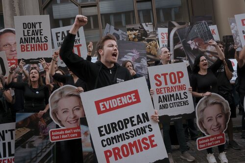 Credit Raffaelle Petralla | Animal Equality